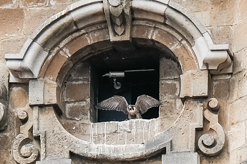 Slechtvalk doet vliegoefeningen